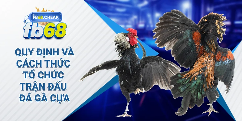 Quy định và cách thức tổ chức trận đấu đá gà cựa